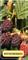 Berry - Boysenberry