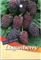 Berry - Loganberry Thornless