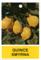 Quince Tree - Smyrna