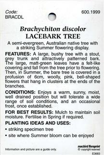 Lacebark-Tree-Brachychiton-Discolor