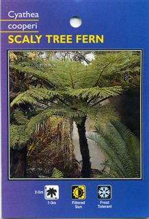 Scaly Tree Fern