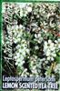 Lemon Scented Tea Tree - Leptospermum petersonii