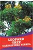 Caesalphinea Ferrea - Leopard Tree