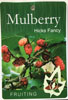 Mulberry Hicks Fancy - Morus Nigra Hicks Fancy